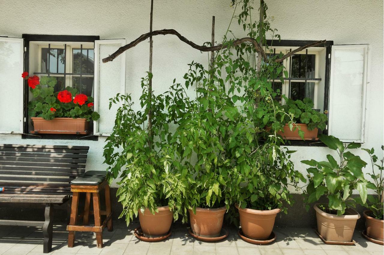 House, Garden And A Green Cat Bled Exterior foto